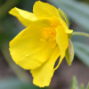 Helianthemum nummularium glabrum - Abriachan Nurseries